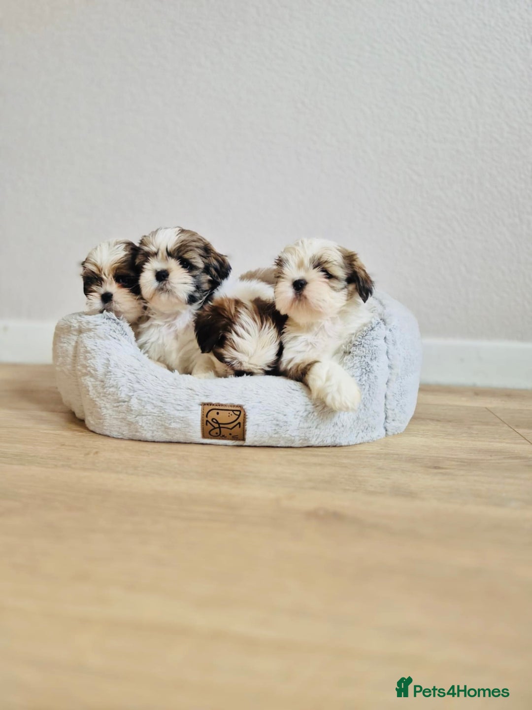 Shih Tzu dogs for sale: Shihtzu  - Image 25