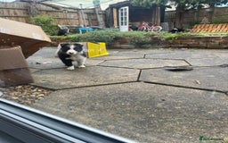 Border Collie dogs for sale: 🏡 Smart, Sweet Border Collie Pups Await You!" - Image 30