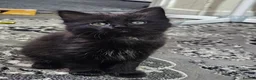 Mixed Breed cats for sale: A beautiful litter of 4 kittens - Advert 9