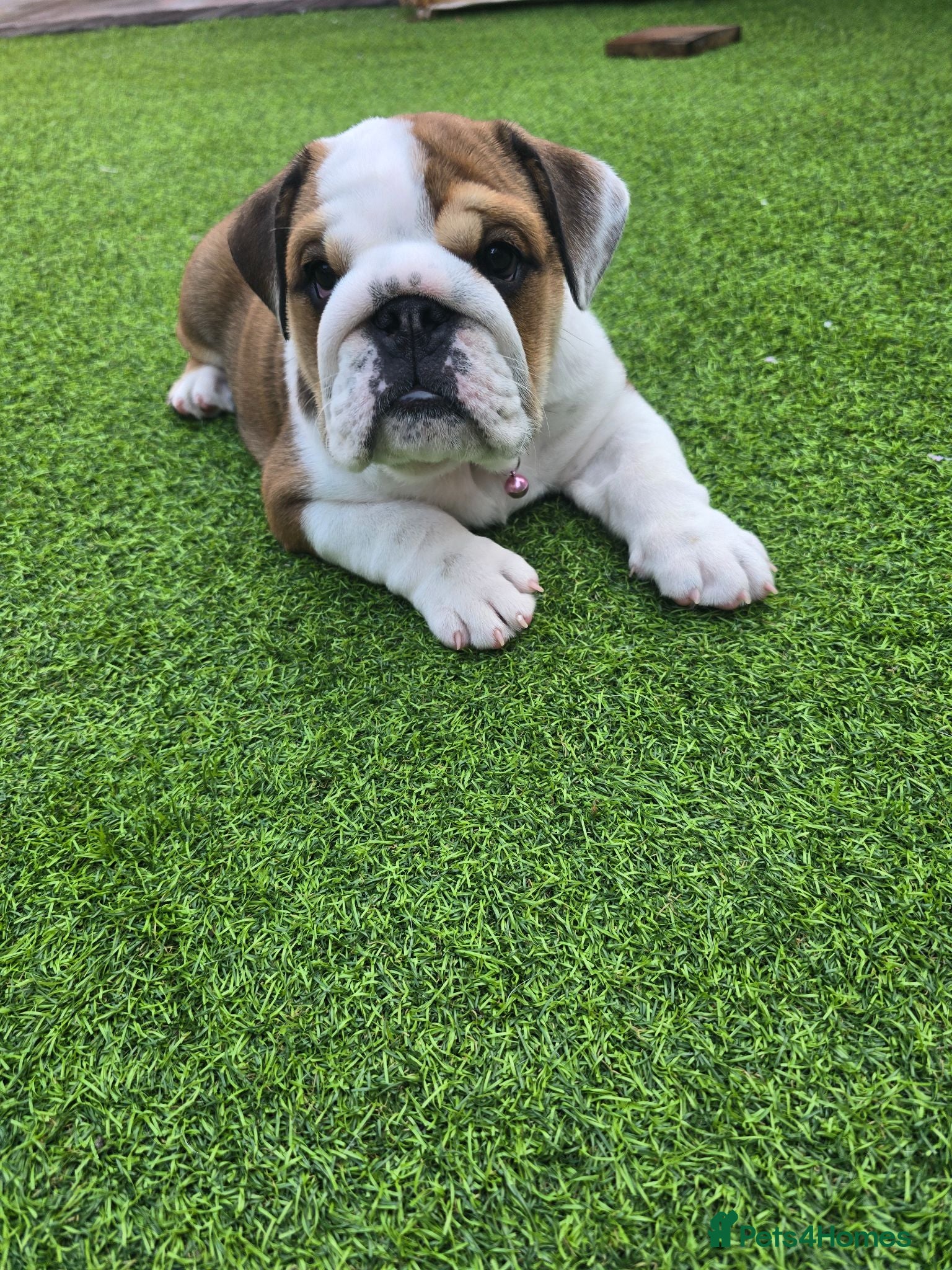 English Bulldog dogs 🐾 Last KC girl available  ready Thursday 🥰 - Advert 6