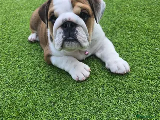 English Bulldog dogs 🐾 Last KC girl available ready Thursday 🥰 - Advert 6