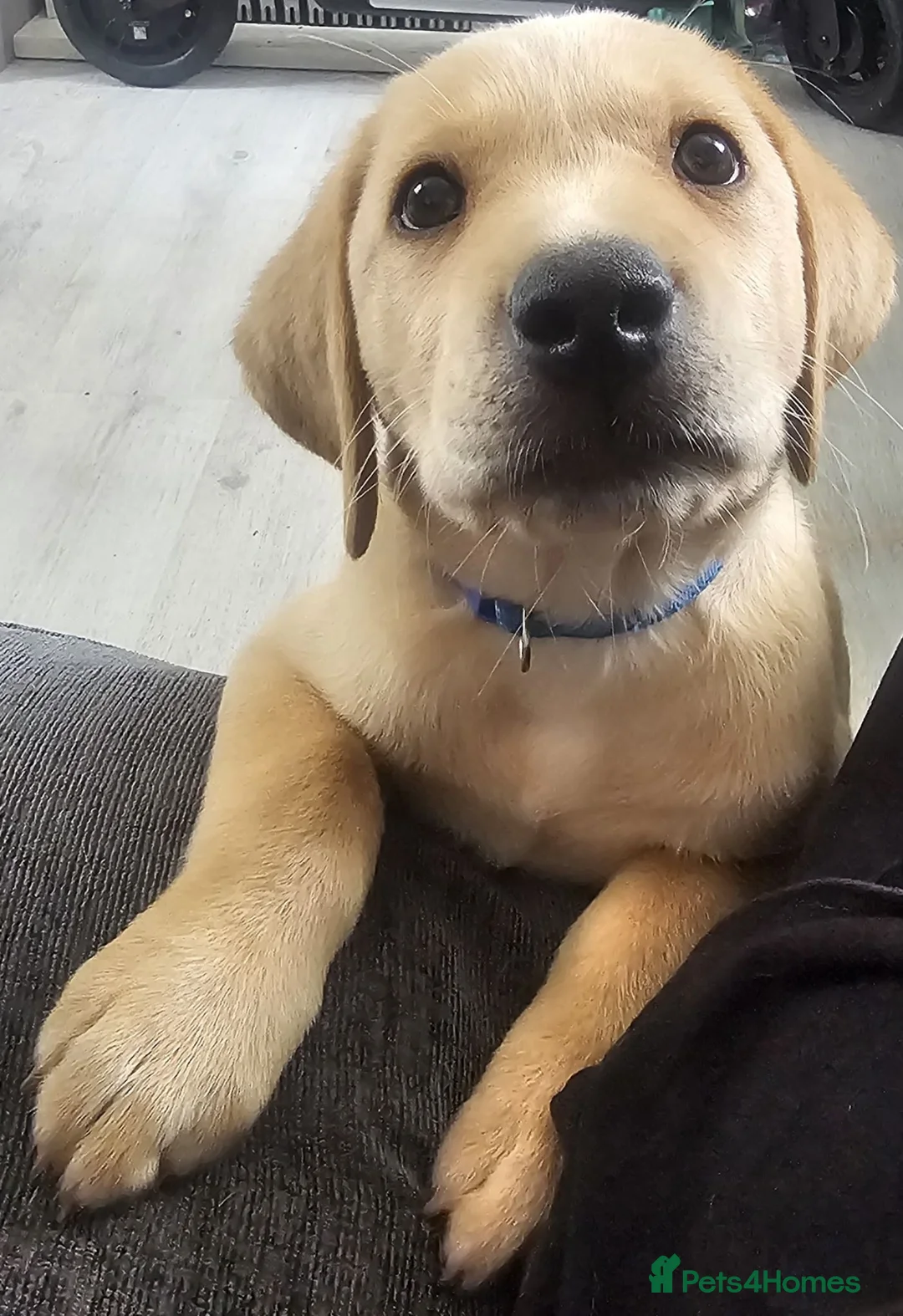 Labrador Retriever dogs for sale: Ready Now Last Male Labrador (BLUE) 🐶🐾 - Advert 2