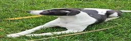 Whippet dogs for sale:  Gorgeous girl ready now - Advert 10