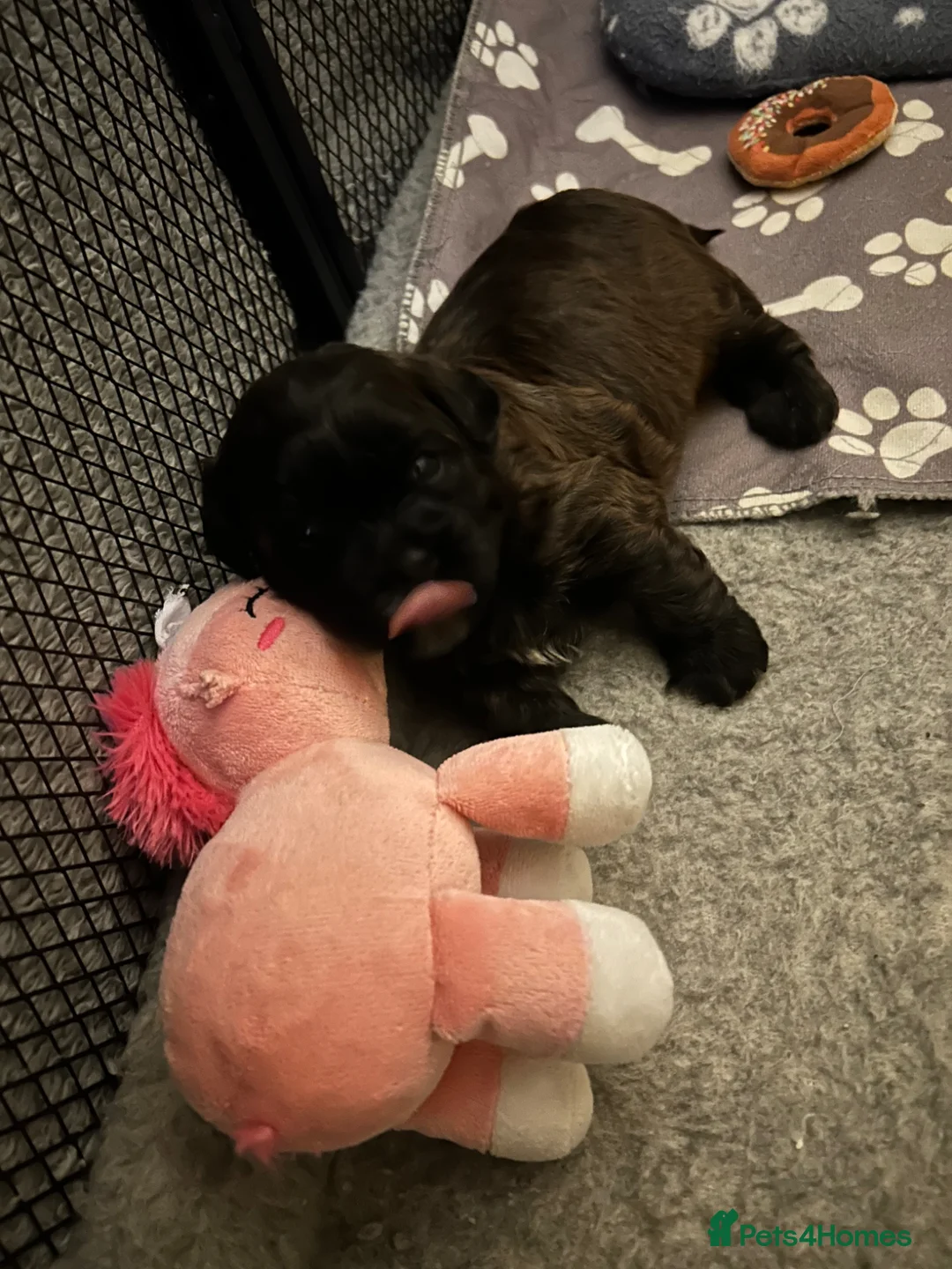 Shihpoo dogs for sale: Hypoallergenic Shitpoo Wee Boys in Elgin - Advert 11