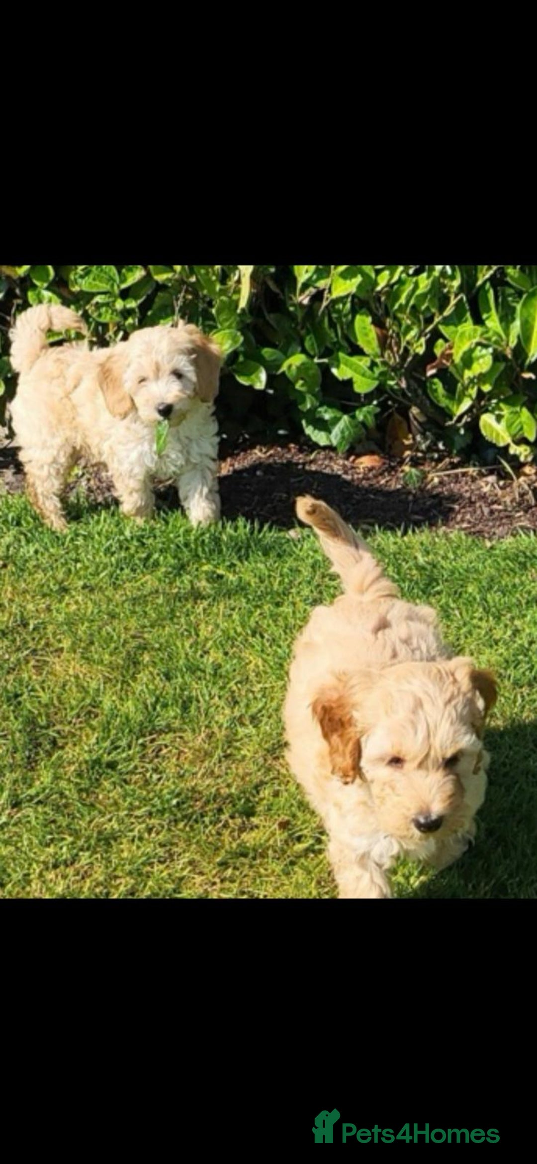 Cockapoo dogs for sale: Cockapoo puppies  - Advert 2