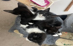 Mixed Breed cats for sale: Black and white kittens READY NOW - Image 6