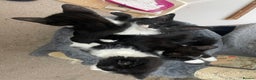 Mixed Breed cats for sale: Black and white kittens READY NOW - Advert 6