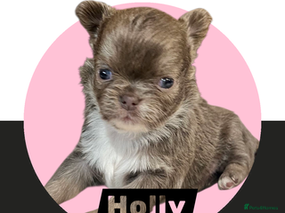 Chihuahua dogs Chihuahua - Amazing Fluffy boys and 1 girl - Advert 3