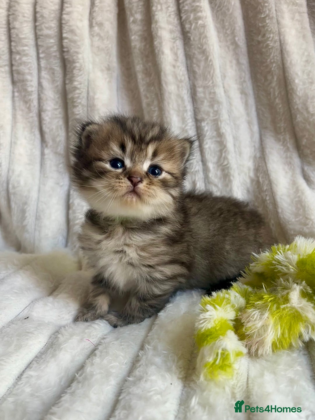 Mixed Breed cats for sale: 4 beautiful kittens available to reserve - Image 2