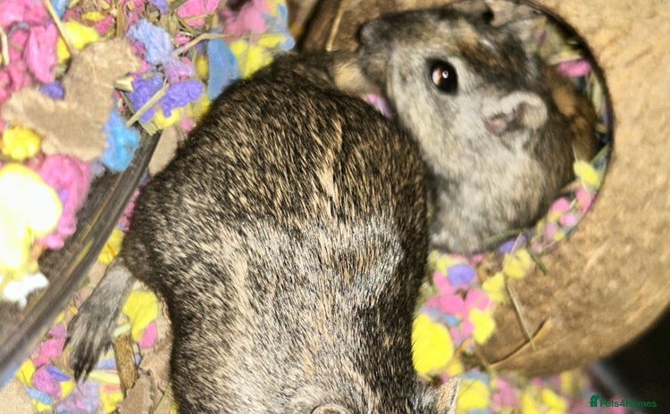 Gerbil rodents in Uxbridge - Advert 16
