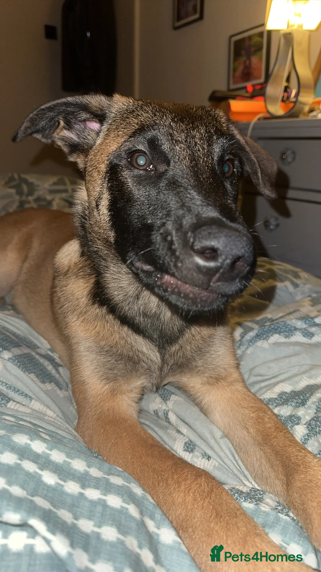 Belgian Shepherd Dog dogs for sale: Buddy, 4 months old - Advert 4