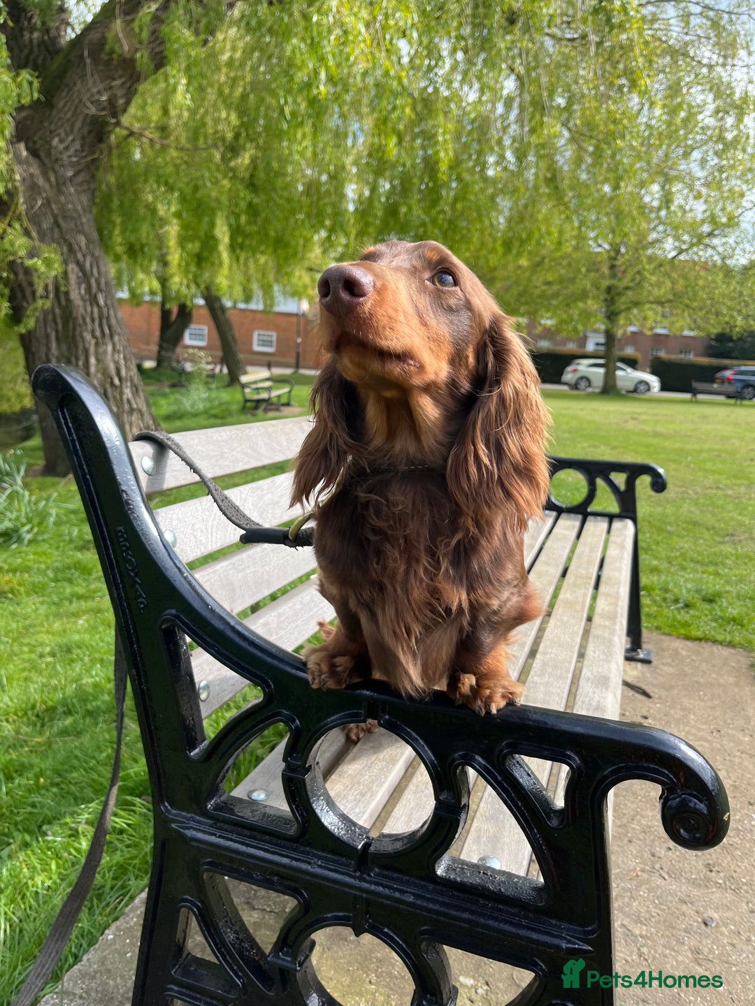 Miniature Dachshund dogs for stud: Kc Chocolate & tan mini dachshund stud in Chelmsford - Advert 3