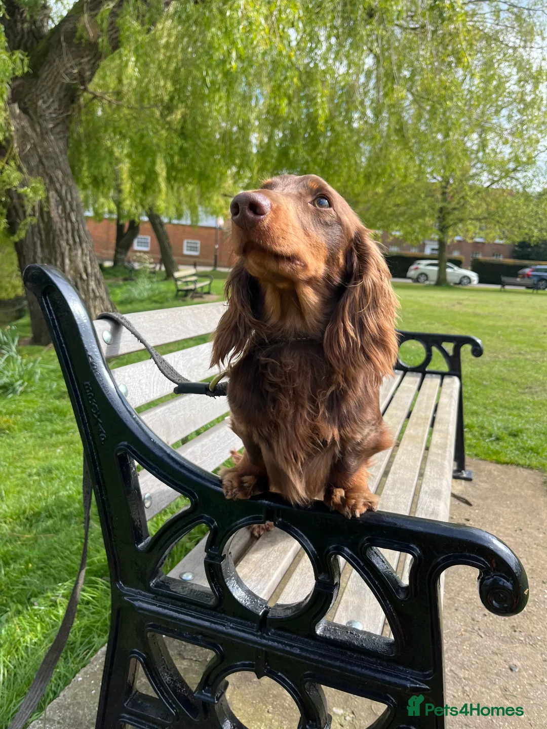 Miniature Dachshund dogs for stud: Kc Chocolate & tan mini dachshund stud in Chelmsford - Advert 3