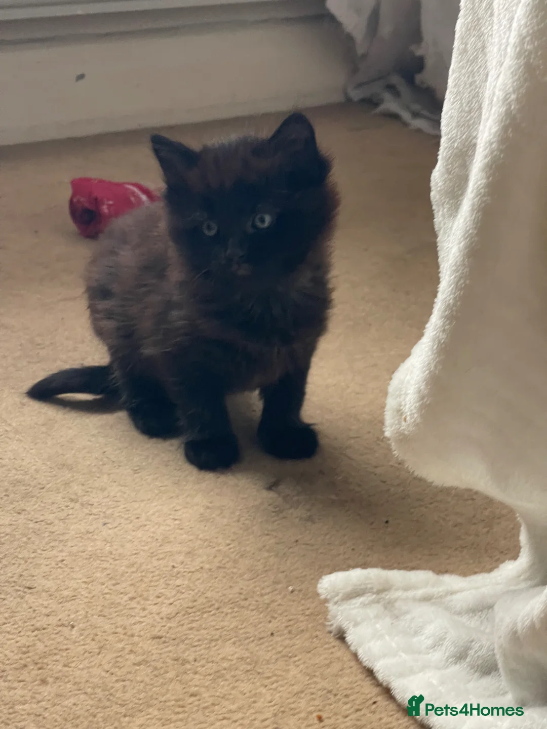 Mixed Breed cats for sale: 2 gorgeous female fluffy kittens - Advert 5