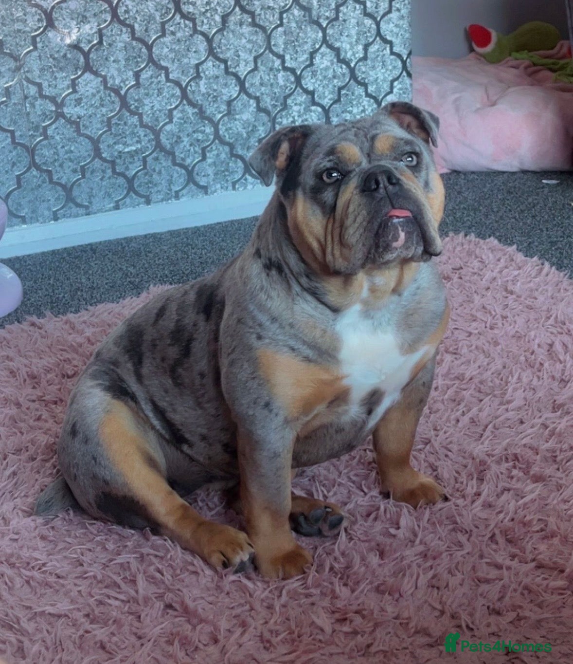 English Bulldog dogs Beautiful New English Bulldog   - Advert 1