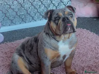 English Bulldog dogs Beautiful New English Bulldog - Advert 1