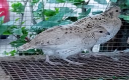 Quail poultry for sale: Snowflake Bobwhite [3 females + 1 male] - Image 4