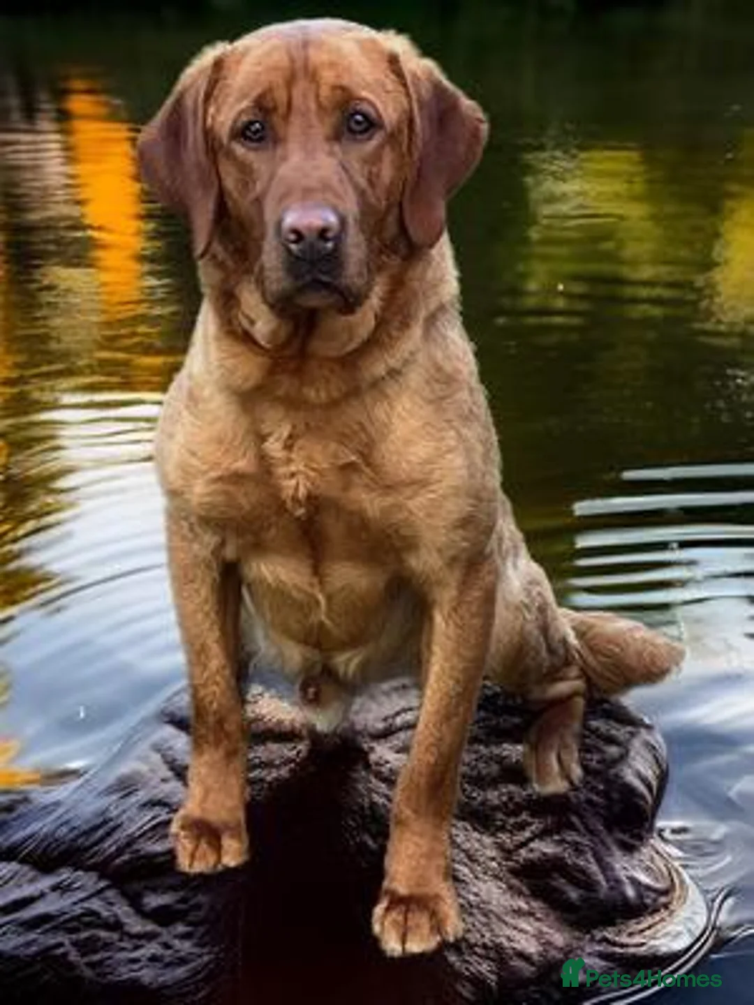 Labrador Retriever dogs for stud: KC Dark Working Fox Red Lab Stud in Melton Mowbray - Advert 2