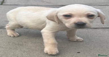 Labrador Retriever dogs - Advert 2