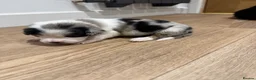 Mixed Breed dogs for sale: Collie/Cocker Mixed Puppies - Advert 12