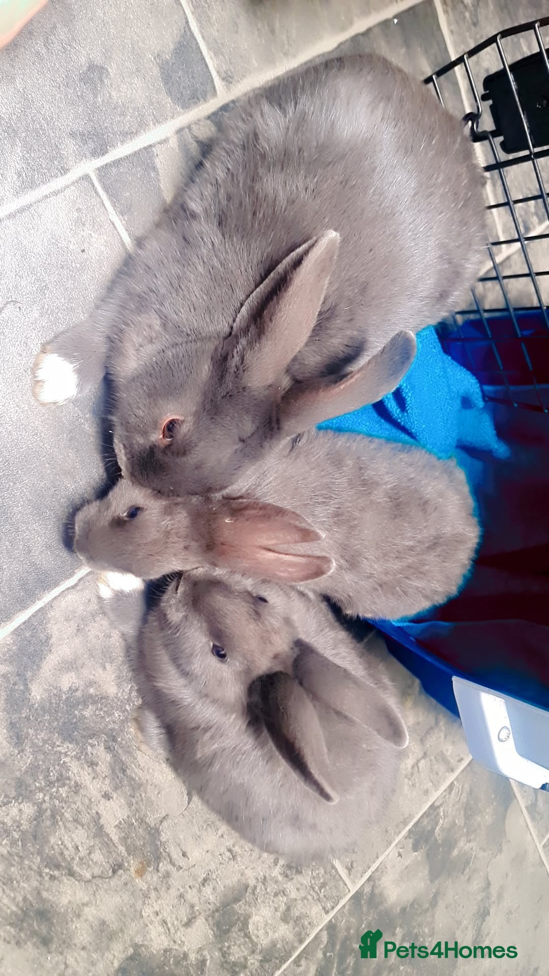 Alaska rabbits for sale: Alaskan rabbits - Advert 7