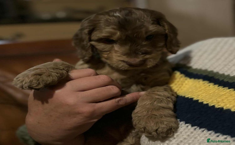 Cockapoo dogs - Advert 12