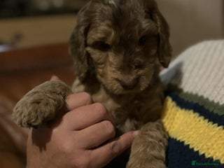 Cockapoo dogs - Advert 4