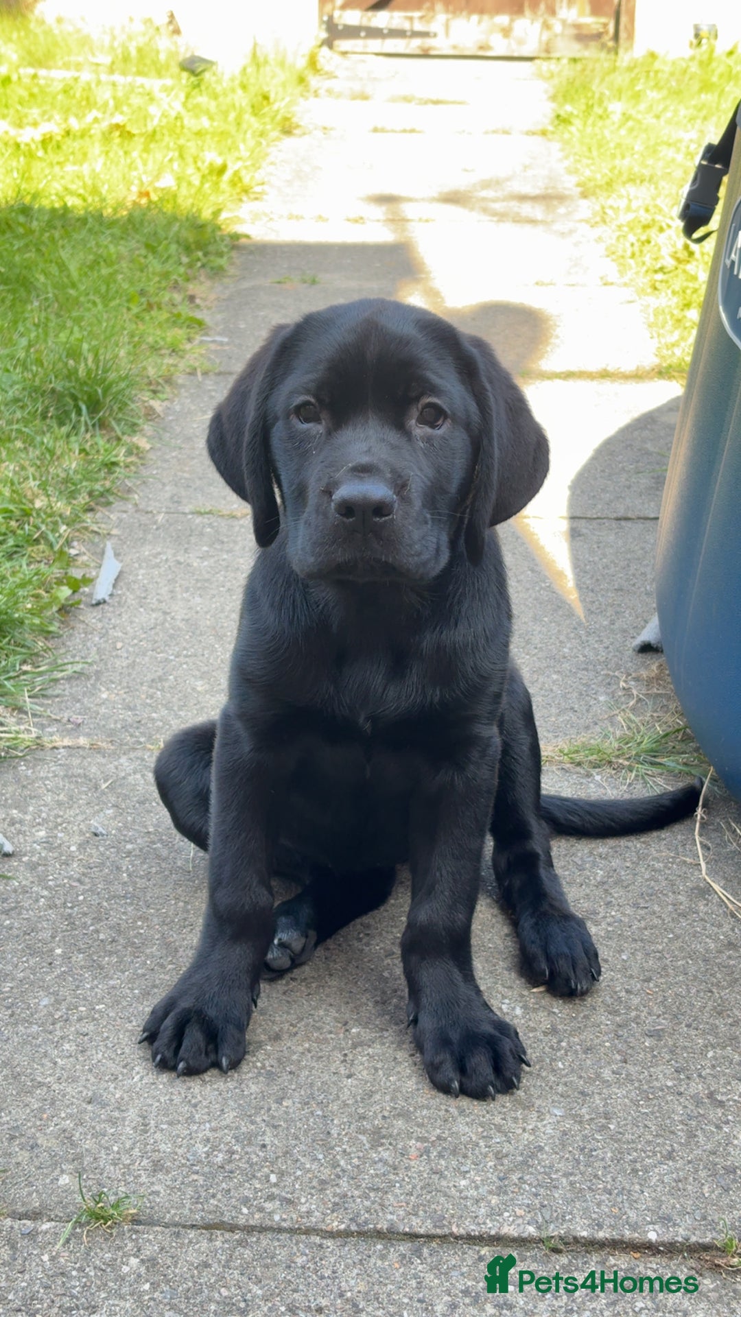 Mixed Breed dogs for sale: Bonnie - Image 8