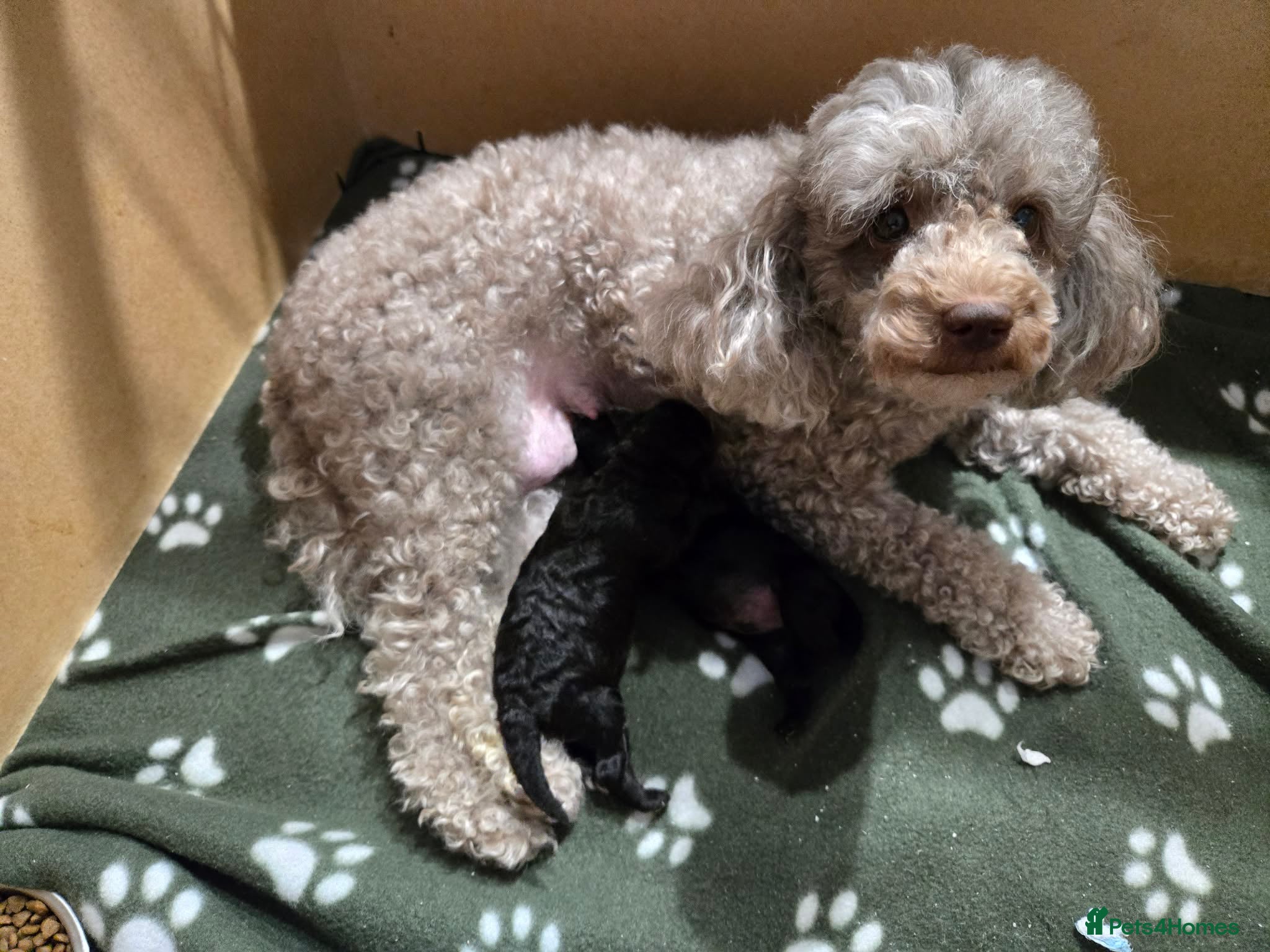 Toy Poodle dogs 2 Beautiful Toy Poodle pups - Advert 1