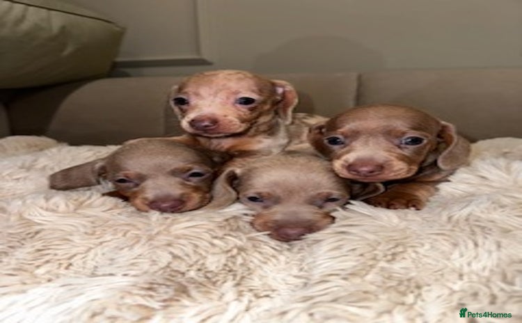 Miniature Dachshund dogs Stunning ISABELLA miniature dachshunds  - Advert 7