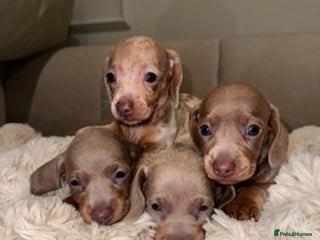 Miniature Dachshund dogs Stunning ISABELLA miniature dachshunds - Advert 3