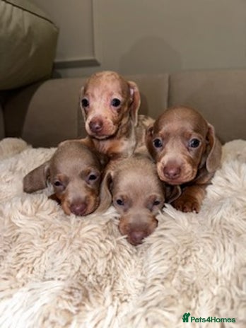 Miniature Dachshund dogs Stunning ISABELLA miniature dachshunds - Advert 7