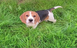 Beagle dogs for sale: Adorable Tricolour Female Beagle for sale  - Image 1