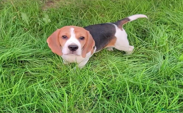 Beagle dogs - Advert 6
