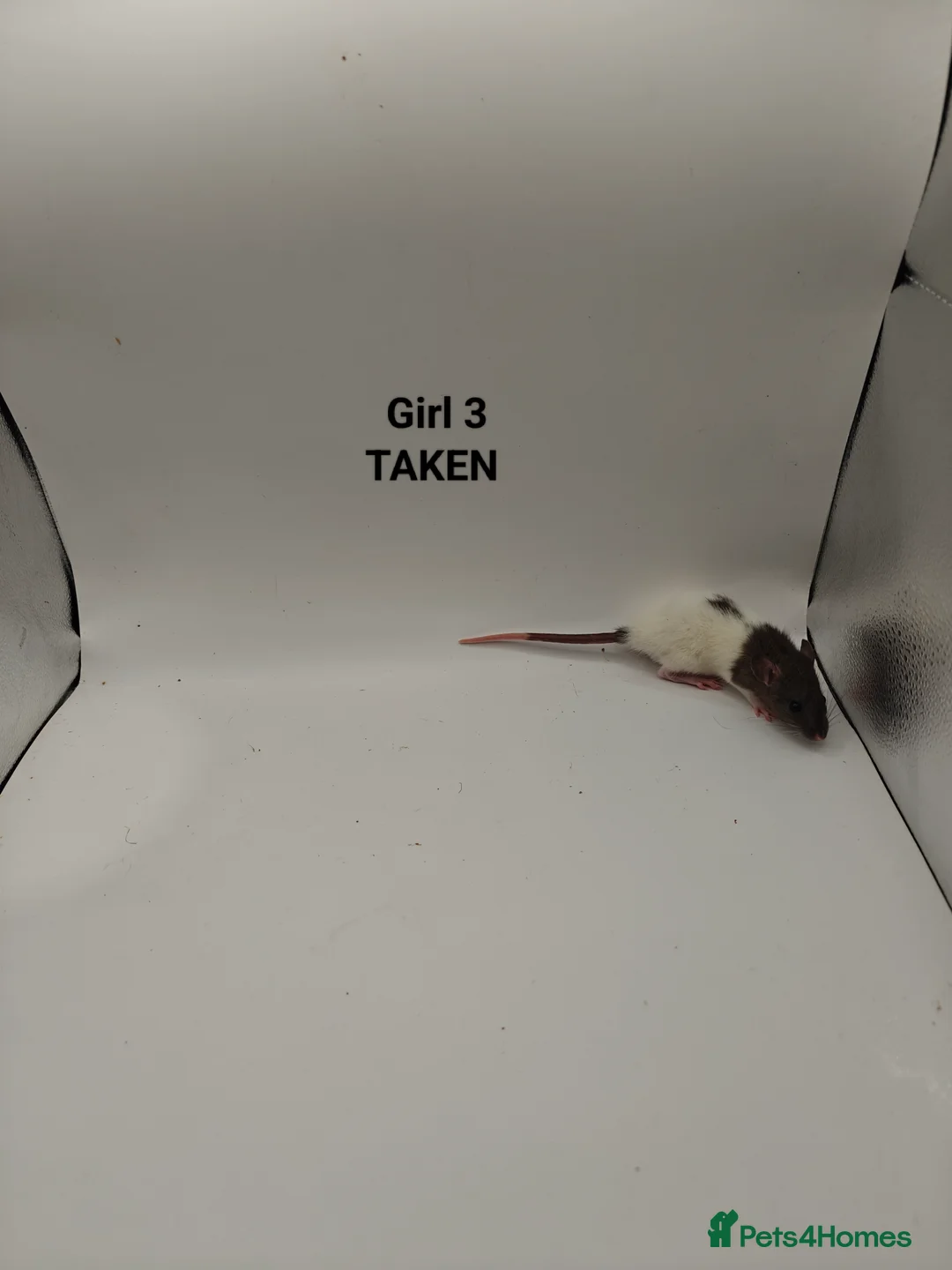 Rat rodents for sale: NOV: 18 Rats (2 Rats: 2 Girls Left) - Advert 10