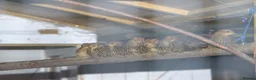 Pheasants poultry for sale: Temminck's Tragopans chicks - Advert 2