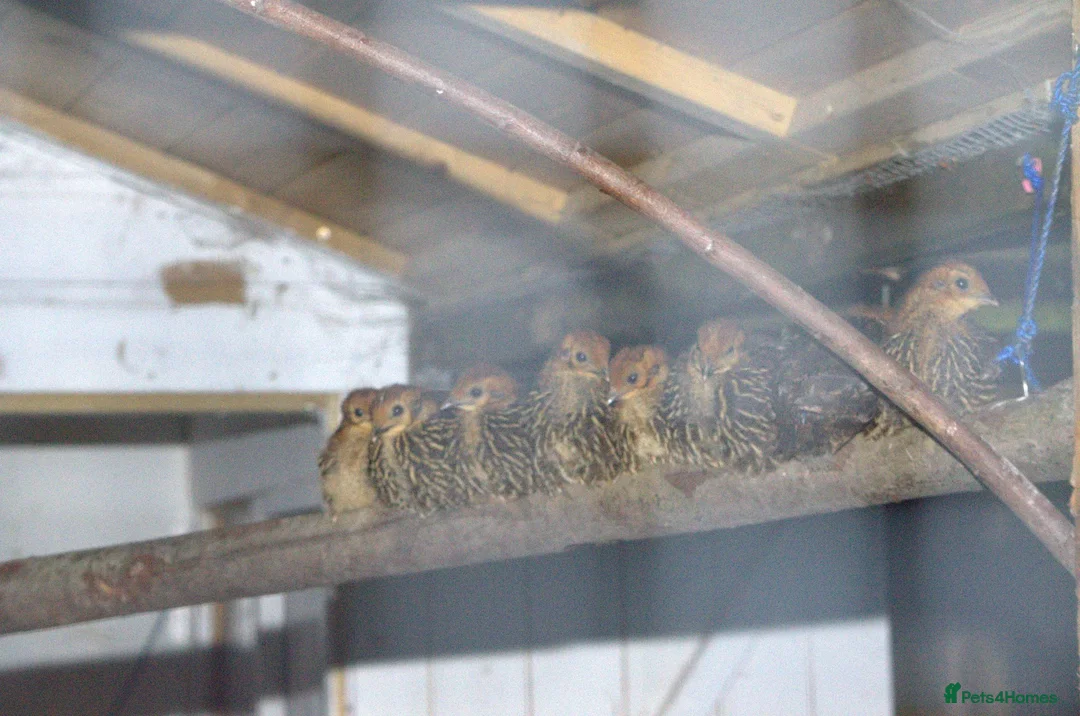 Pheasants poultry for sale: Temminck's Tragopans chicks - Advert 2