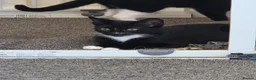 Mixed Breed cats for sale: Mother 3 older kittens and a kitten in Cardiff - Advert 12