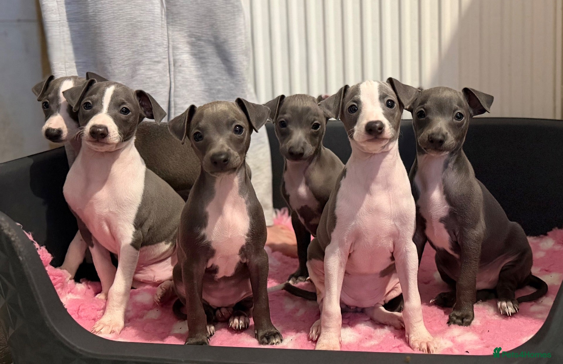 Italian Greyhound dogs Italian Greyhound Puppies - Advert 4