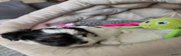 Biewer Terrier dogs for sale: READY TO GO Girl  Beautiful Biewer Terriers - Advert 8