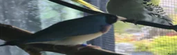 Mixed Breed birds for sale: Mixed aviary birds in Newton Abbot - Advert 4