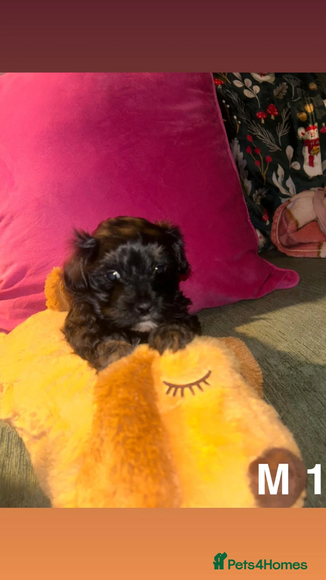 Mixed Breed dogs for sale: Toy malshipoo puppies  - Advert 8