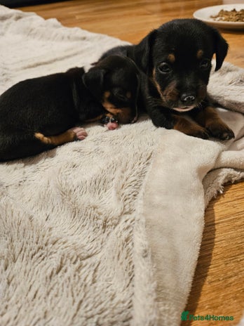 Mixed Breed dogs - Advert 12