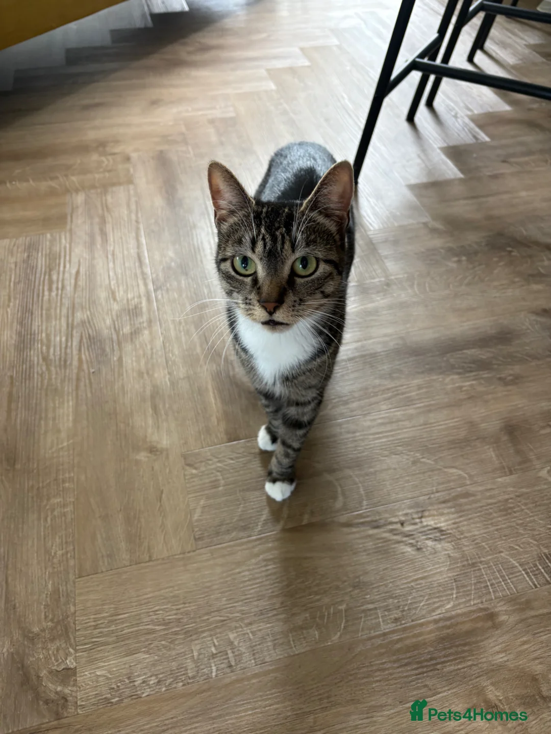 Mixed Breed cats for sale: Mixed breed kittens various colours MK17 0PR in Milton Keynes - Advert 2