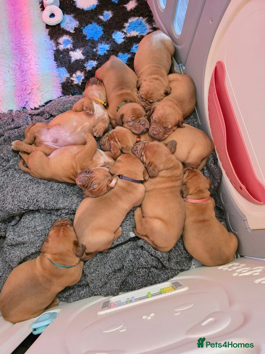 Dogue De Bordeaux dogs for sale: Stunning litter of puppies  - Image 2