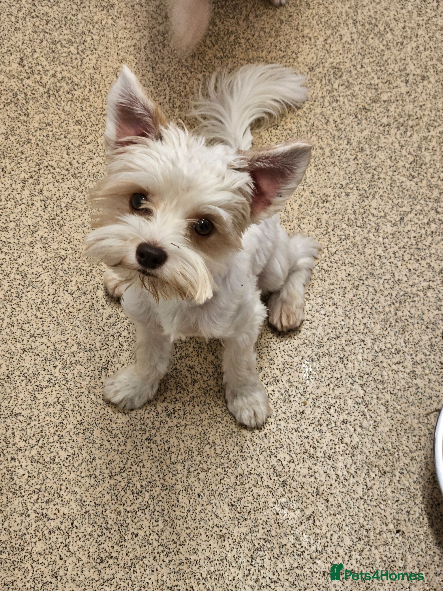 Yorkshire Terrier dogs 🤍🧡 DNA tested White Gold Sable male available  - Advert 11