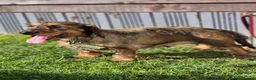 Dachshund dogs for sale: Wirehaired dachshund teckel pups in Crook - Advert 3