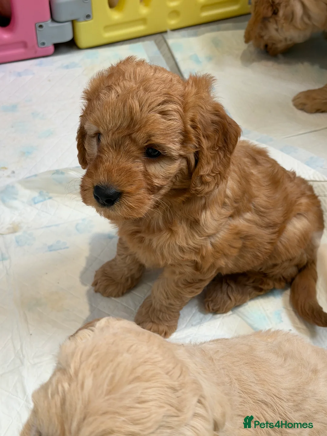 Mini Goldendoodle dogs for sale: Lovely Golden doodle puppies ready now  - Advert 6