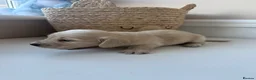 Miniature Dachshund dogs for sale: Cream long haired dachshund  - Advert 9