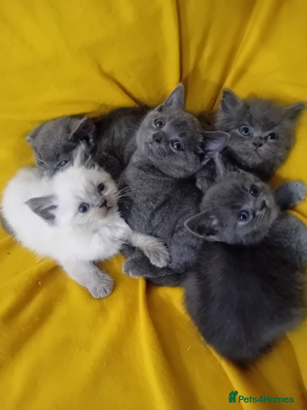 British Shorthair cats for sale: British shorthair kitten,  boy still available  - Image 1